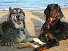 Zwei Hunde am Strand